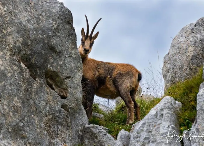 Alba Sporting Отель